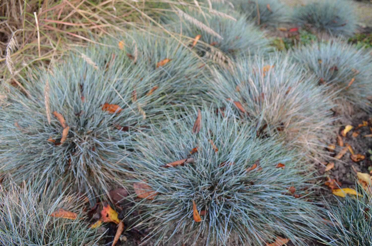 Festuca glauca 'Elyah Blue' Blauw Schapengras, te koop