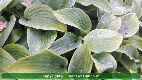 Hosta Elegans Hartlelie