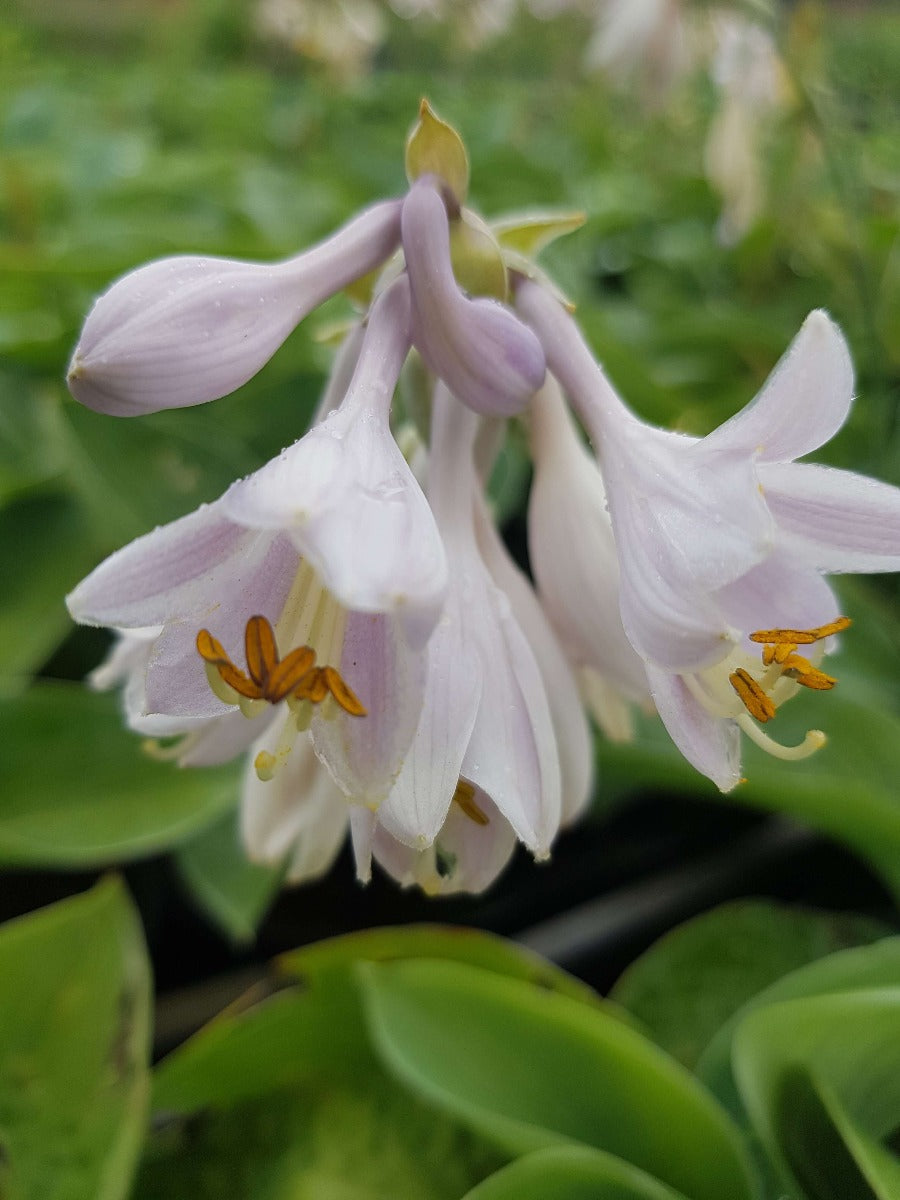 Hosta Big Daddy hartlelie