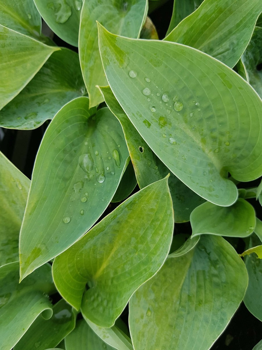 Hosta Big Daddy hartlelie
