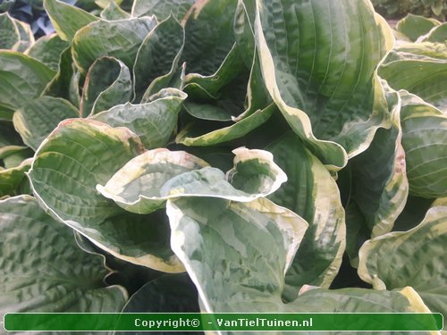 Hosta Christmas Tree Hartlelie