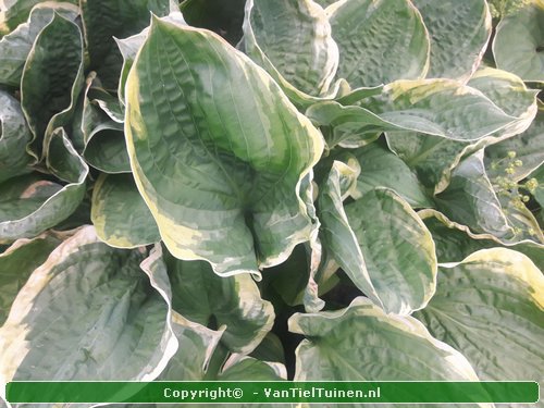 Hosta Christmas Tree Hartlelie