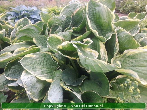 Hosta Christmas Tree Hartlelie