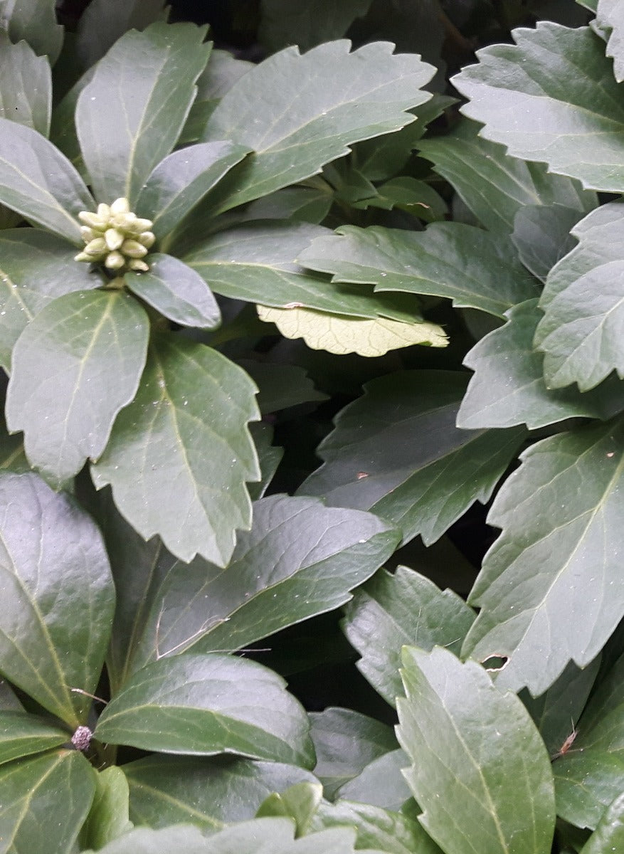 Pachysandra terminalis Schaduwkruid