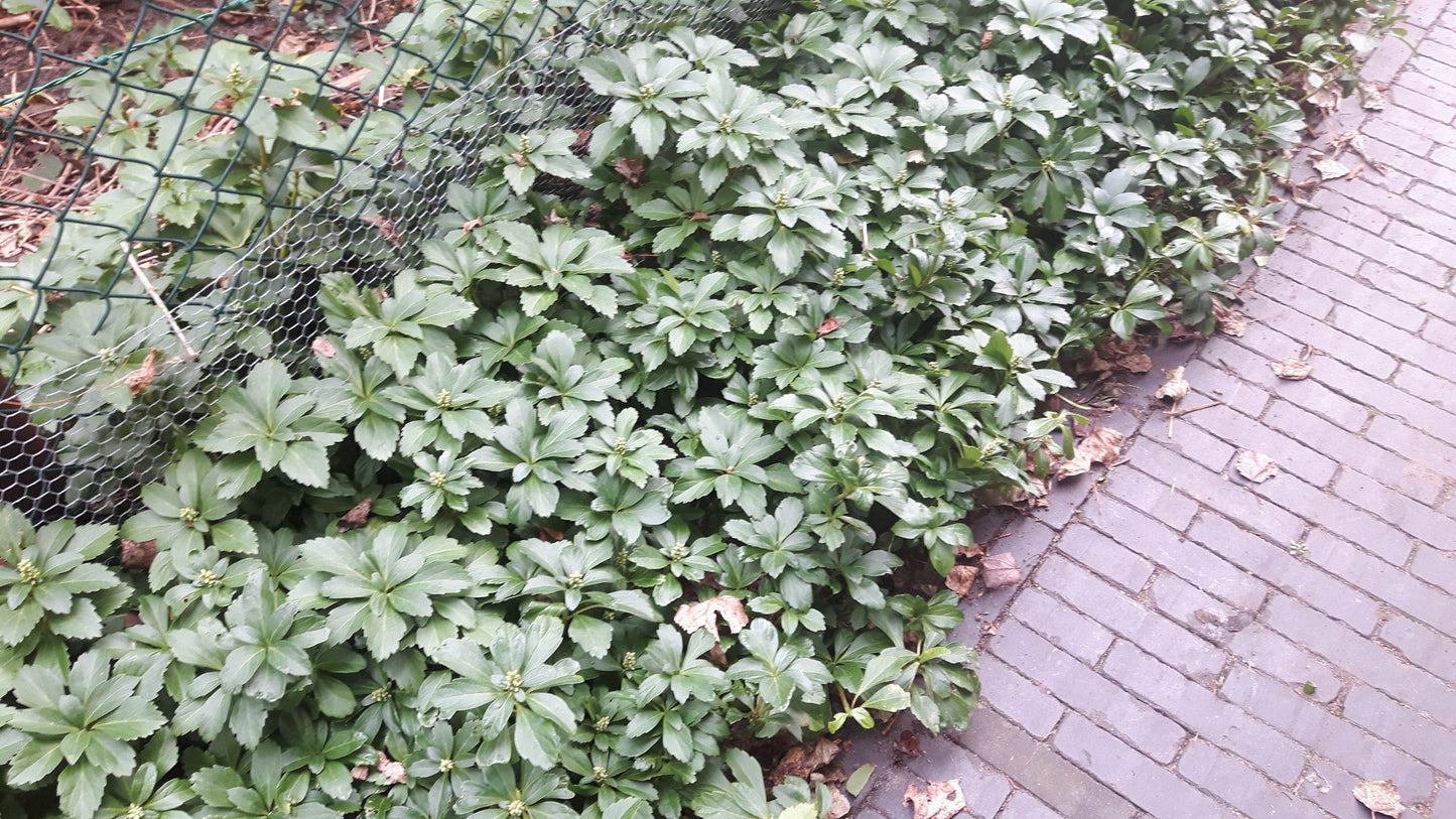 Pachysandra terminalis Schaduwkruid