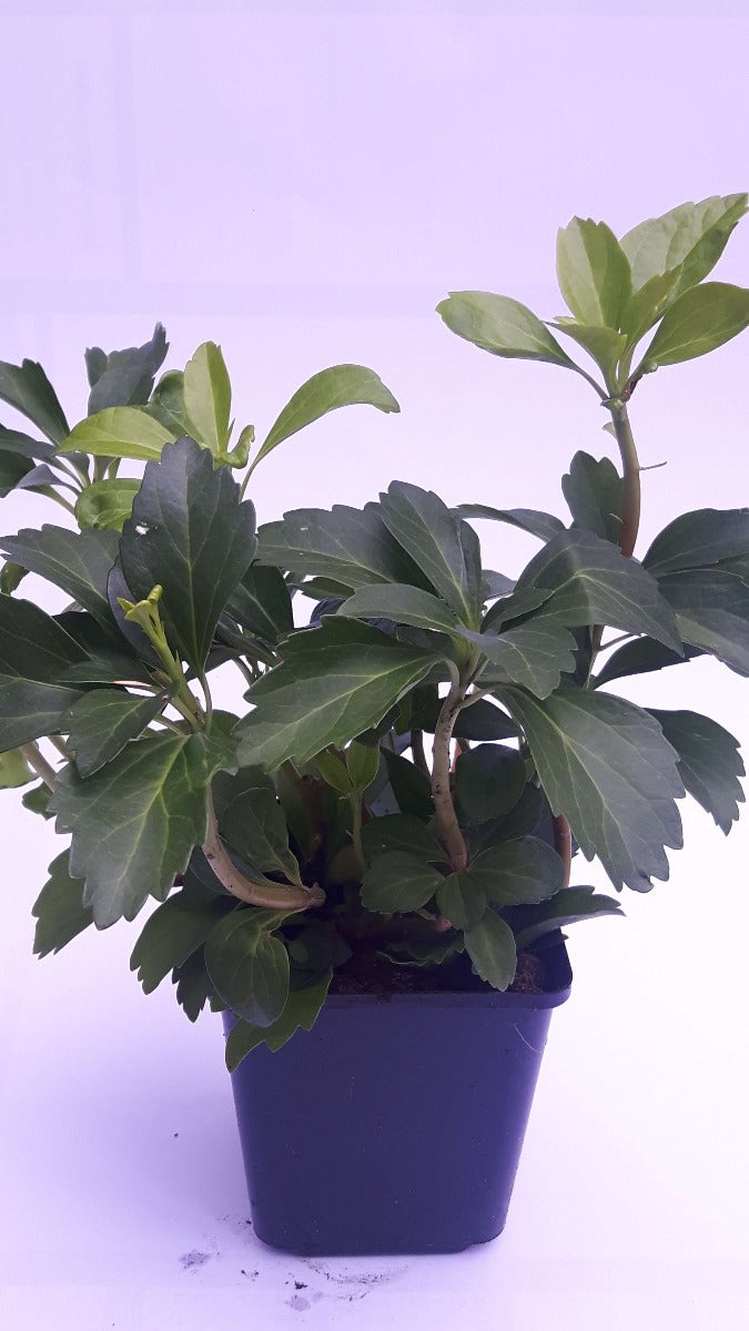 Pachysandra terminalis Schaduwkruid-1