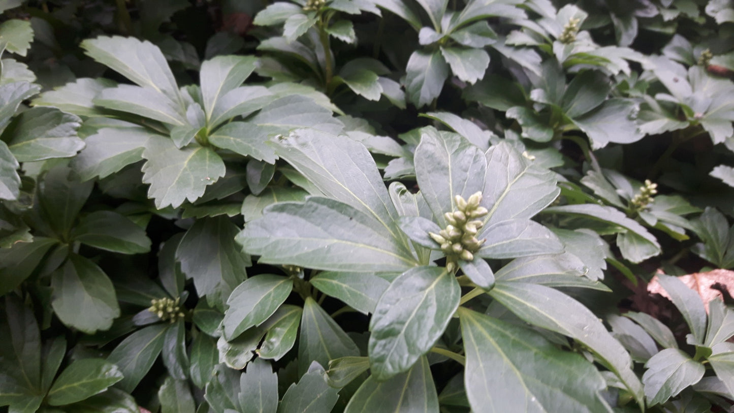 Pachysandra terminalis Schaduwkruid
