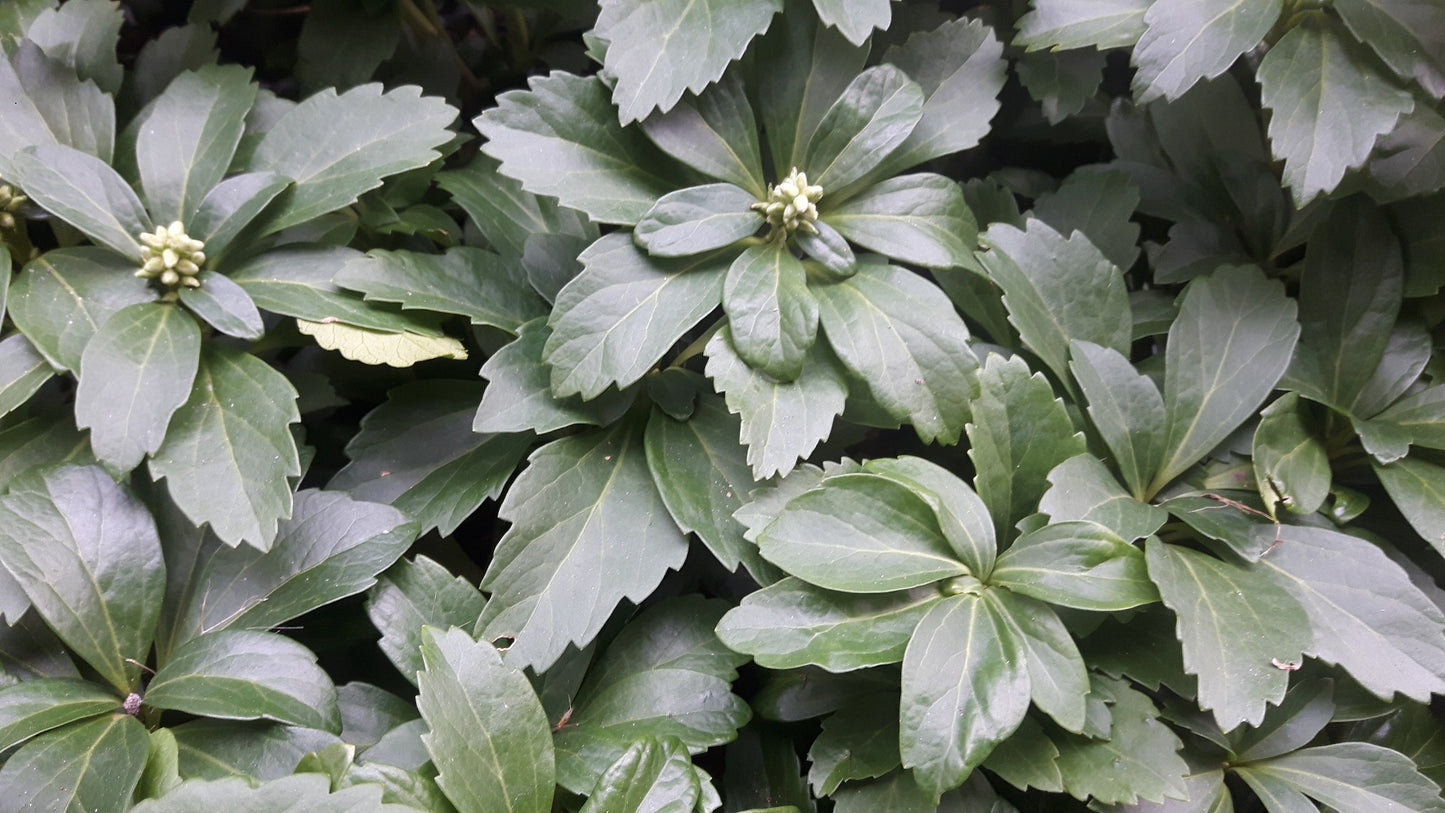 Pachysandra terminalis Schaduwkruid