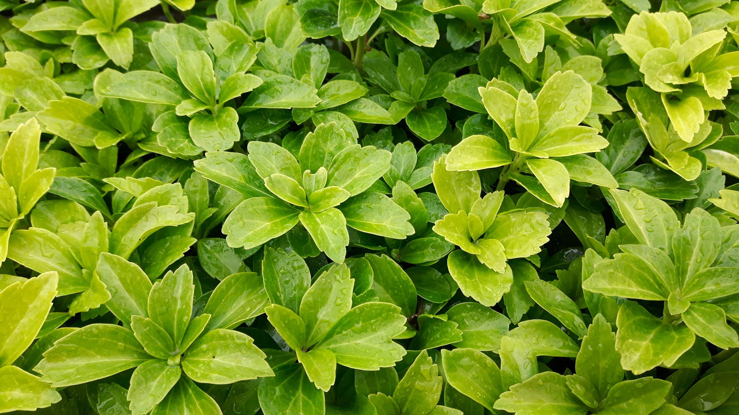Pachysandra terminalis Schaduwkruid
