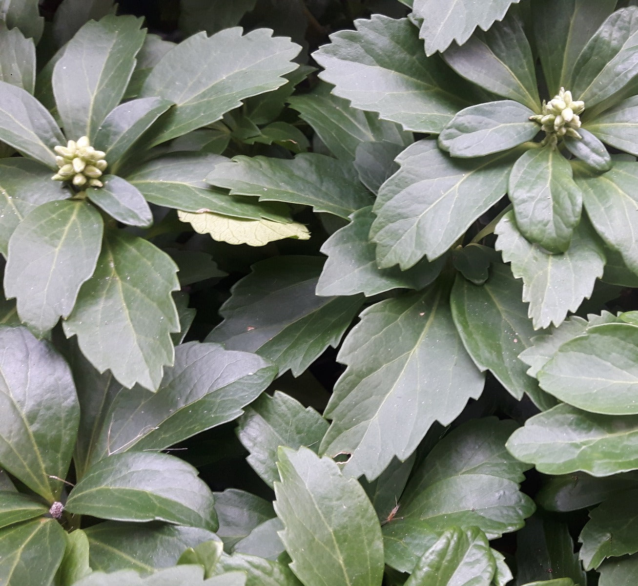 Pachysandra terminalis Schaduwkruid