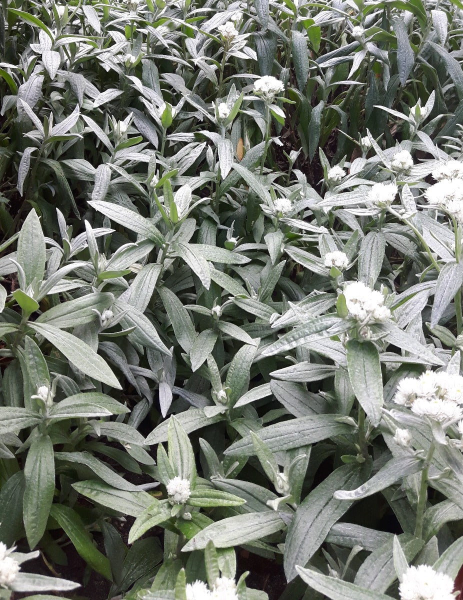 Anaphalis triplinervis Siberisch edelweiss, witte knoop
