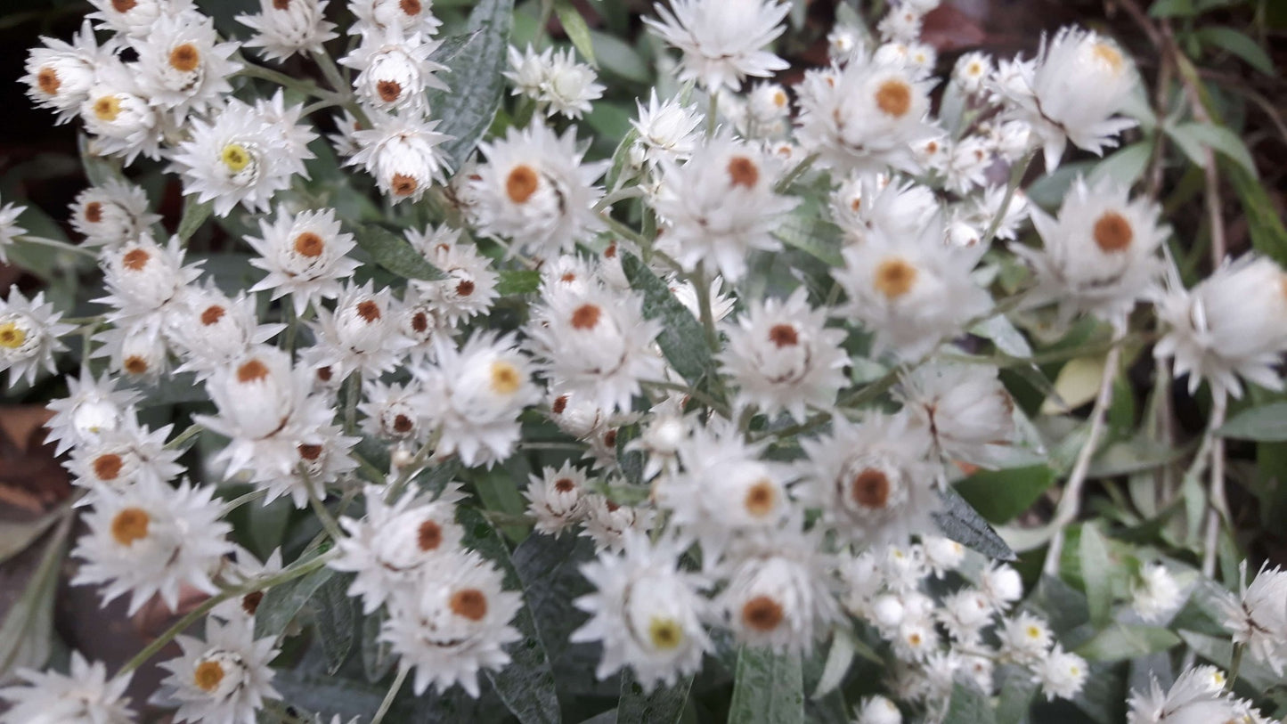 Anaphalis triplinervis Siberisch edelweiss, witte knoop-0