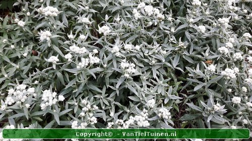 Anaphalis triplinervis Siberisch edelweiss, witte knoop-2
