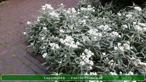 Anaphalis triplinervis Siberisch edelweiss, witte knoop-3