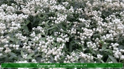 Anaphalis triplinervis Siberisch edelweiss, witte knoop-4