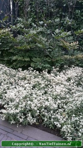 Anaphalis triplinervis Siberisch edelweiss, witte knoop-5