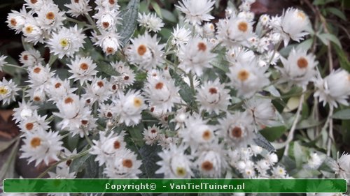 Anaphalis triplinervis Siberisch edelweiss, witte knoop-6