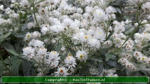 Anaphalis triplinervis Siberisch edelweiss, witte knoop-7