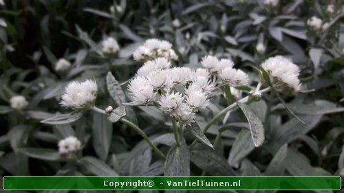 Anaphalis triplinervis Siberisch edelweiss, witte knoop-9