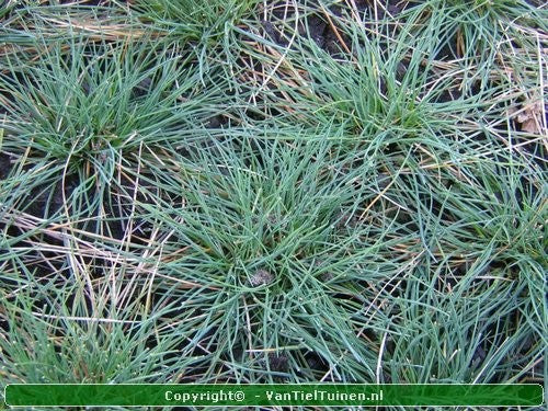 Festuca glauca 'Elyah Blue' Blauw Schapengras,