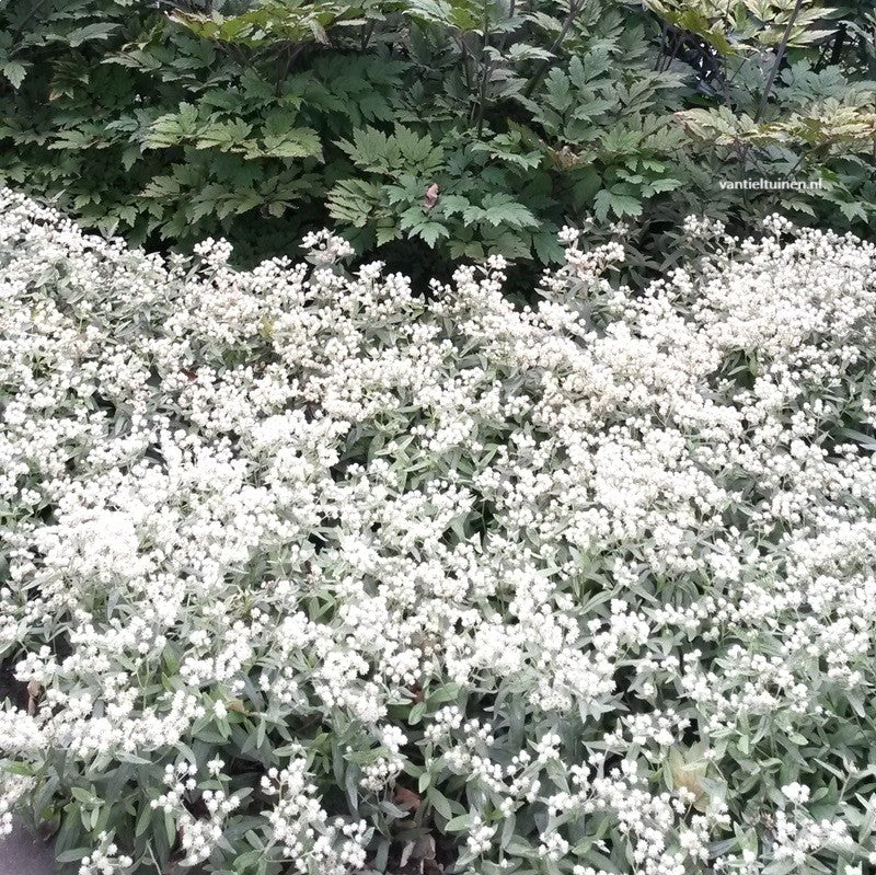 Anaphalis triplinervis Siberisch edelweiss, witte knoop