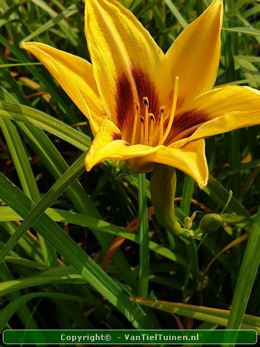 Hemerocallis Bonanza Eendagsbloem