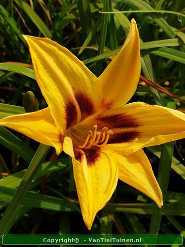 Hemerocallis Bonanza Eendagsbloem