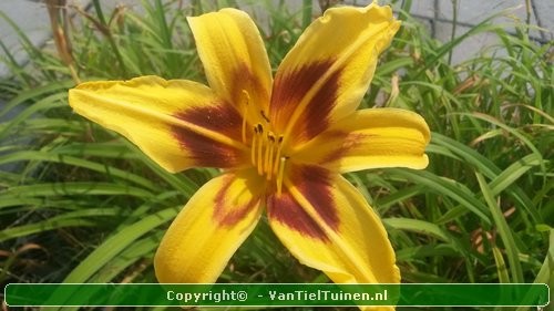 Hemerocallis Bonanza Eendagsbloem