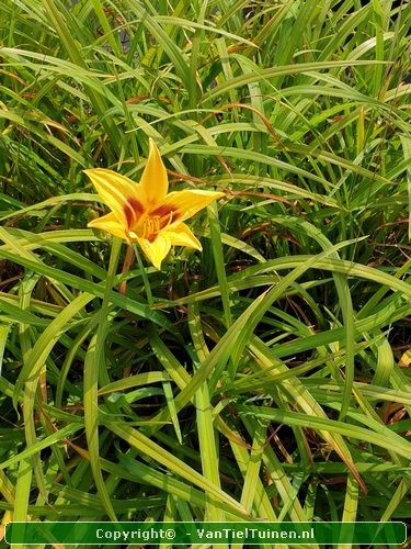 Hemerocallis Bonanza Eendagsbloem