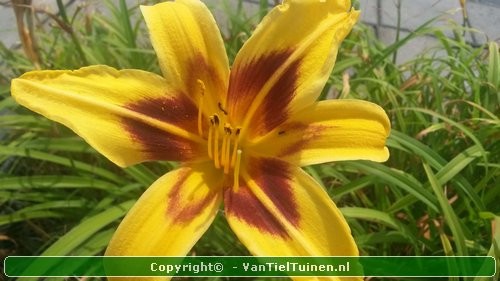 Hemerocallis Bonanza Eendagsbloem