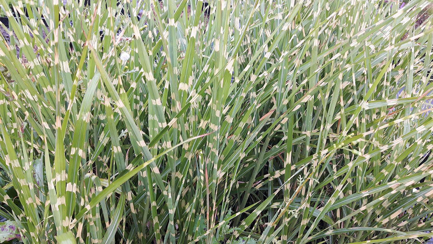 Miscanthus sinensis 'Strictus' Prachtriet, Chinees riet