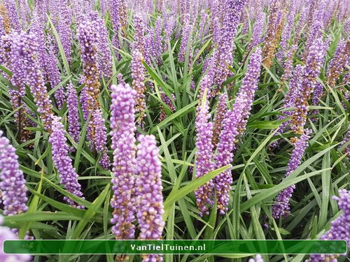 Liriope 'Ingwersen' Leliegras