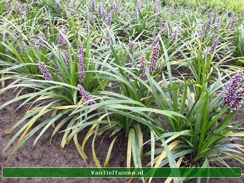 Liriope 'Ingwersen' Leliegras