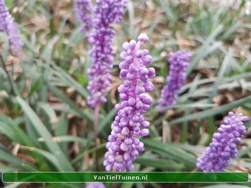 Liriope 'Ingwersen' Leliegras
