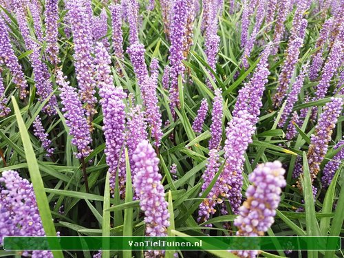 Liriope 'Ingwersen' Leliegras