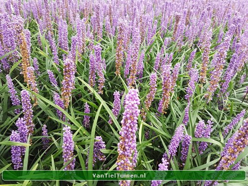 Liriope 'Ingwersen' Leliegras