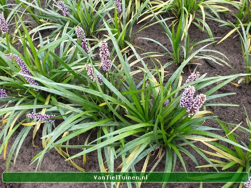 Liriope 'Ingwersen' Leliegras