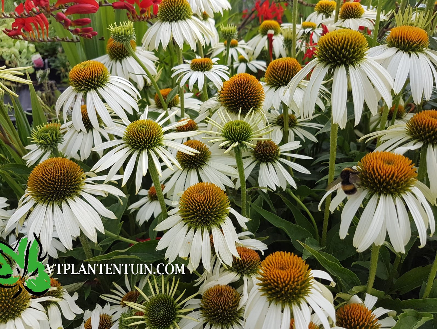 Echinacea purpurea Alba Witte zonnehoed