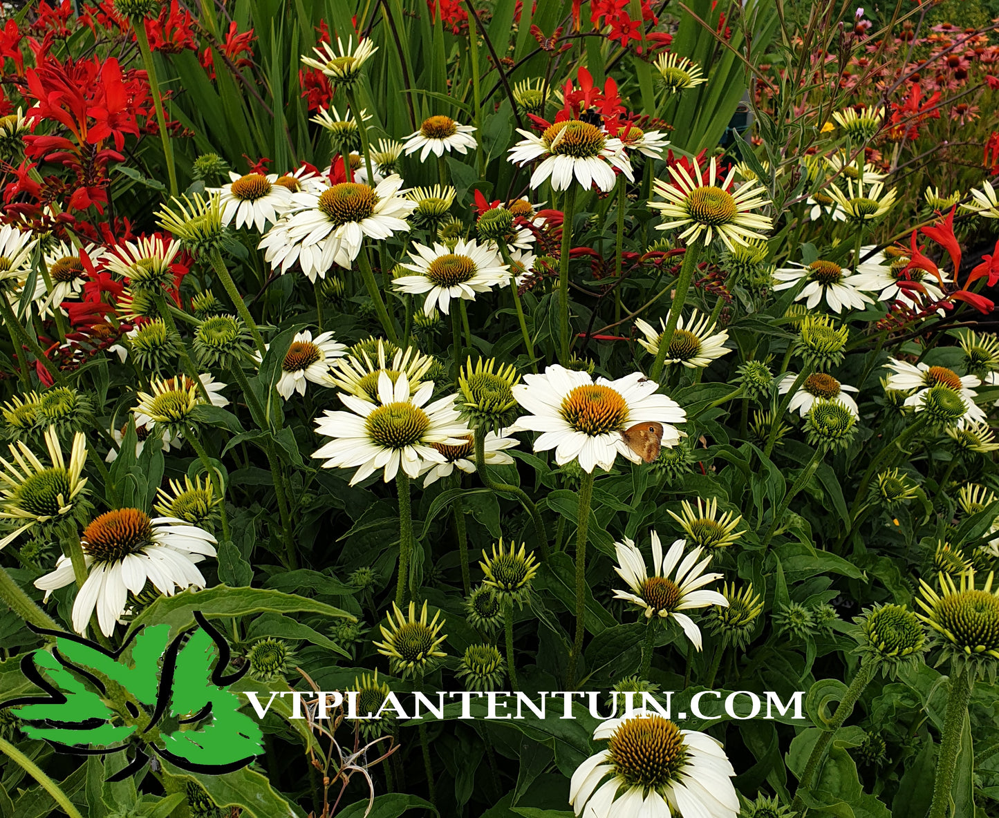 Echinacea purpurea Alba Witte zonnehoed