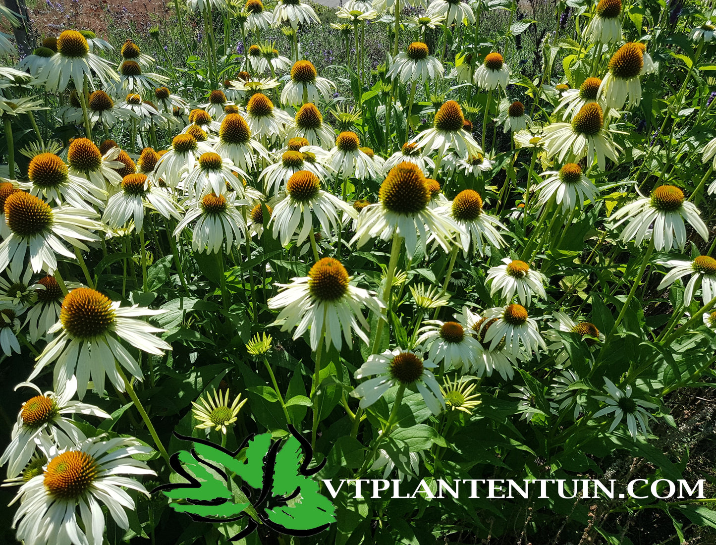 Echinacea purpurea Alba Witte zonnehoed