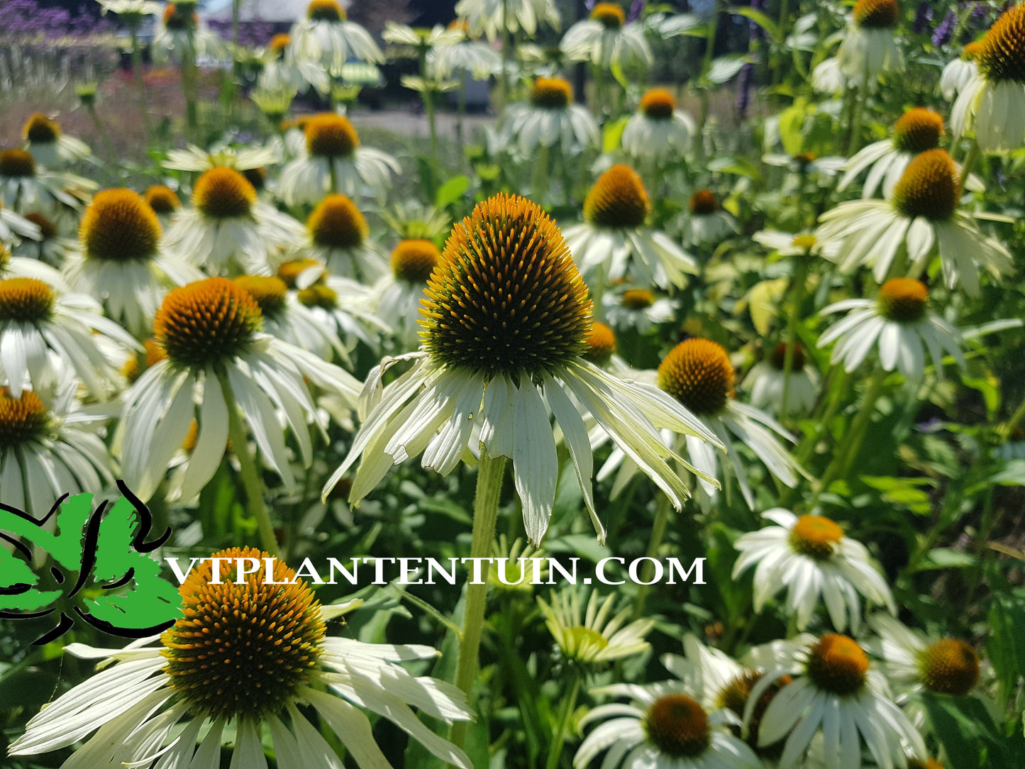 Echinacea purpurea Alba Witte zonnehoed