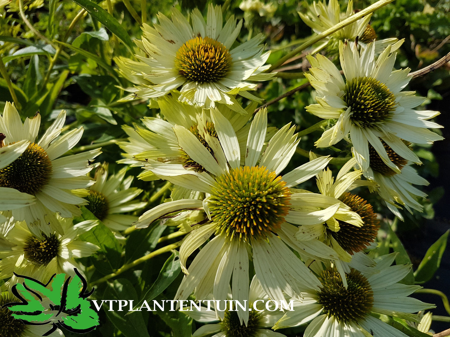 Echinacea Virgin Zonnehoed