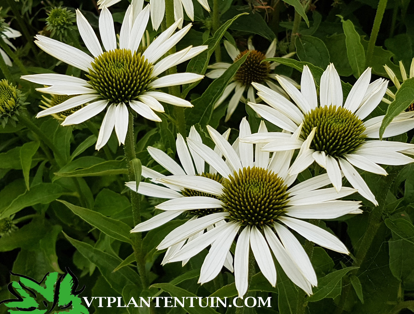 Echinacea Virgin Zonnehoed