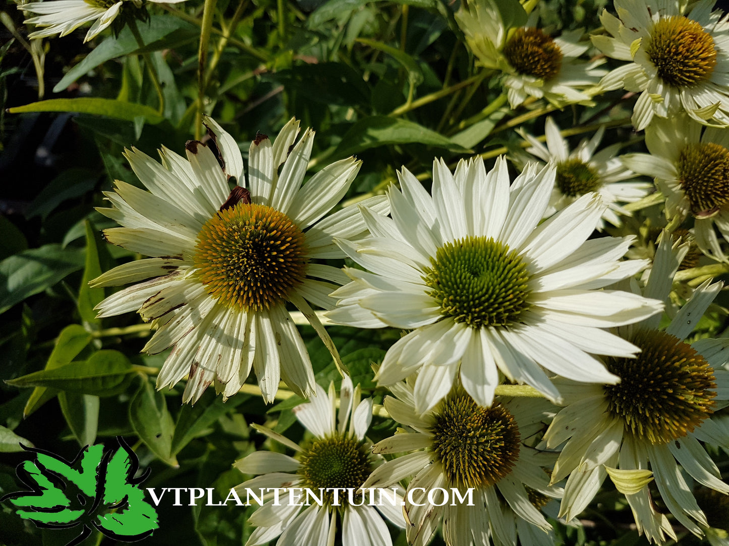 Echinacea Virgin Zonnehoed