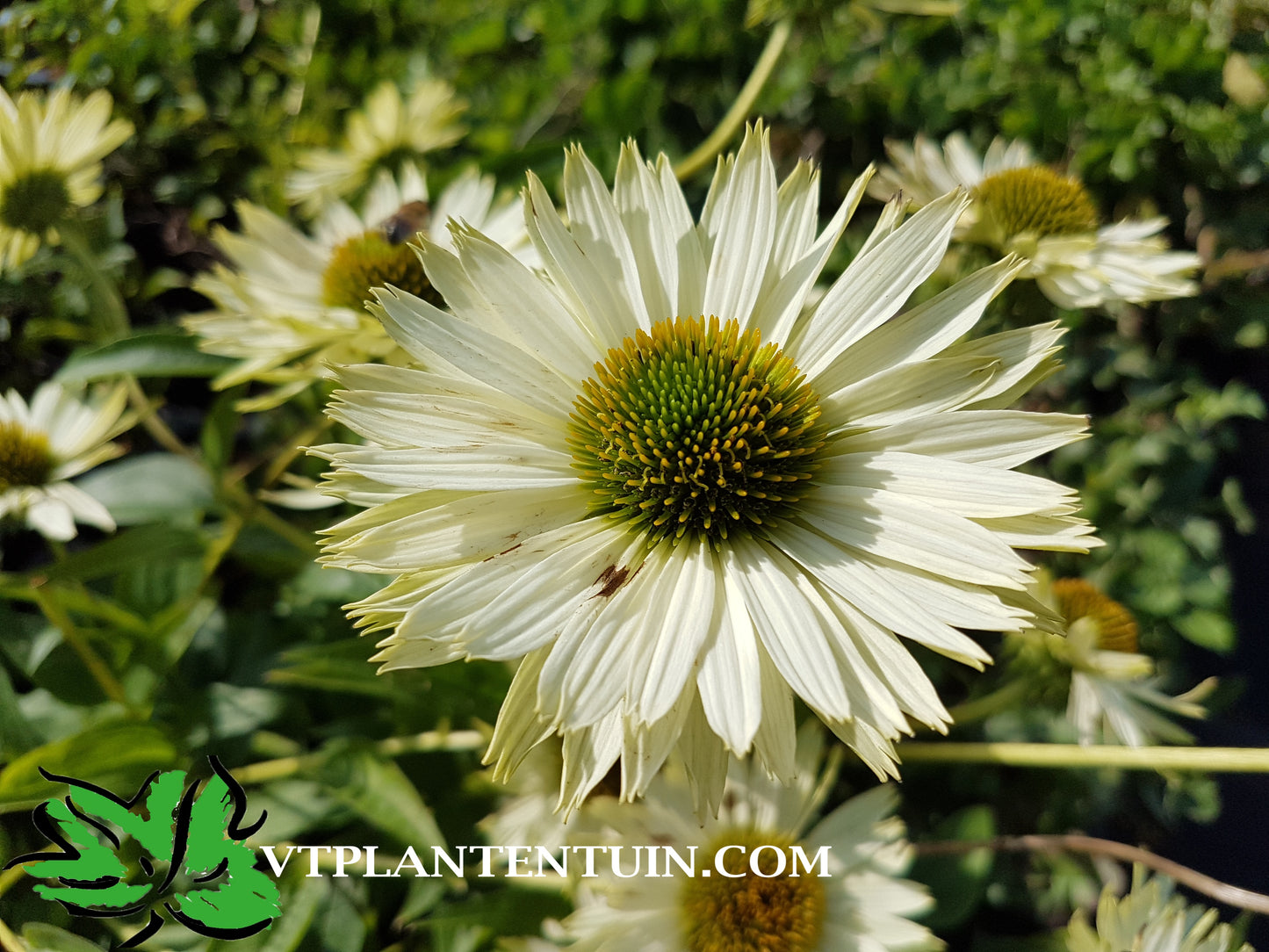 Echinacea Virgin Zonnehoed