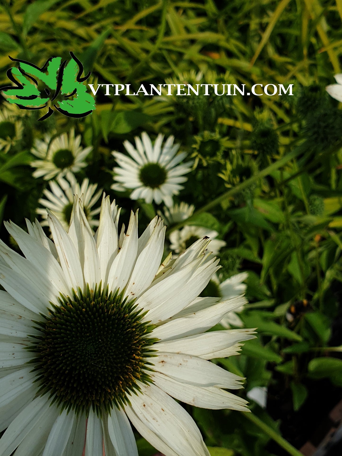 Echinacea Virgin Zonnehoed