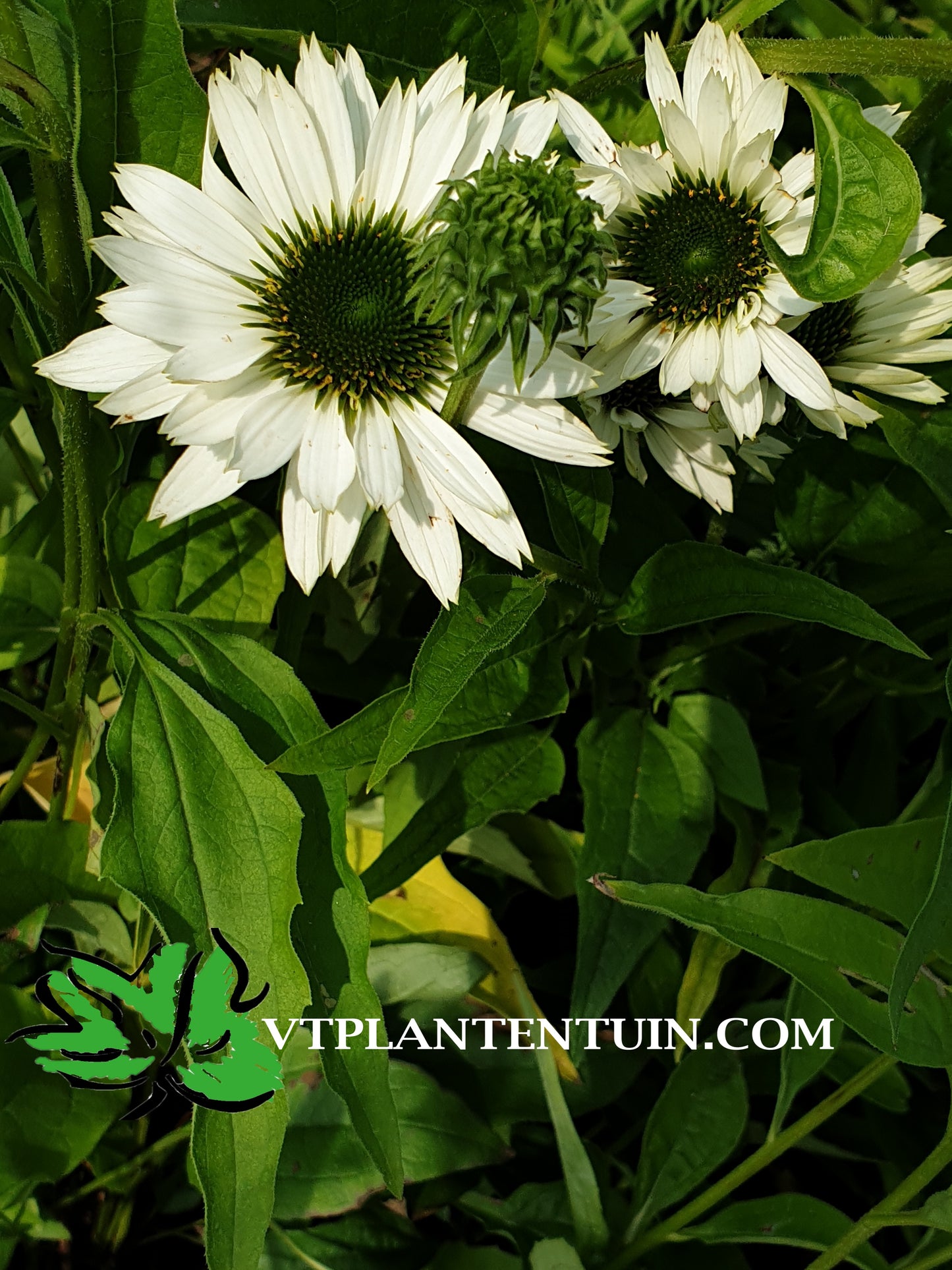 Echinacea Virgin Zonnehoed