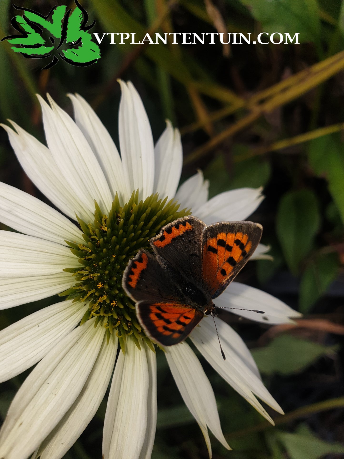 Echinacea Virgin Zonnehoed