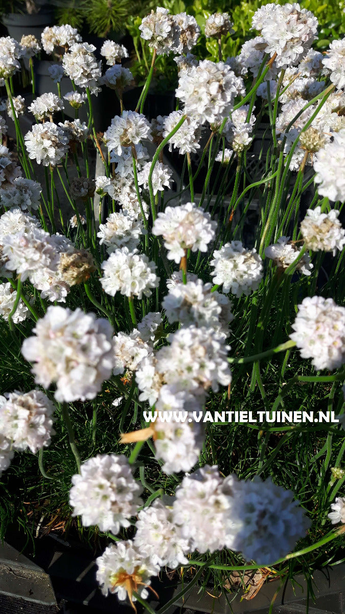 Armeria maritima Alba Wit engelsgras