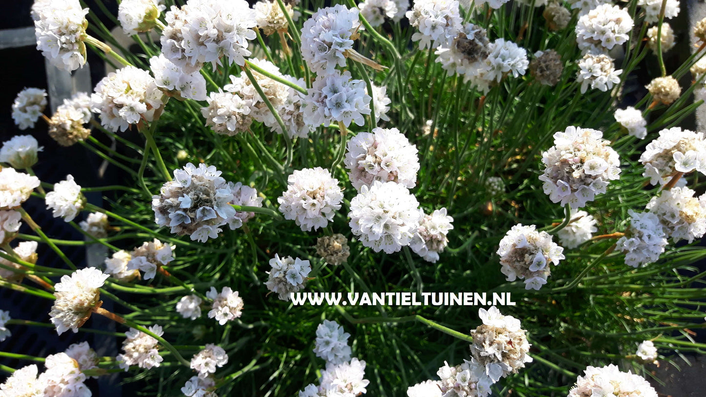 Armeria maritima Alba Wit engelsgras